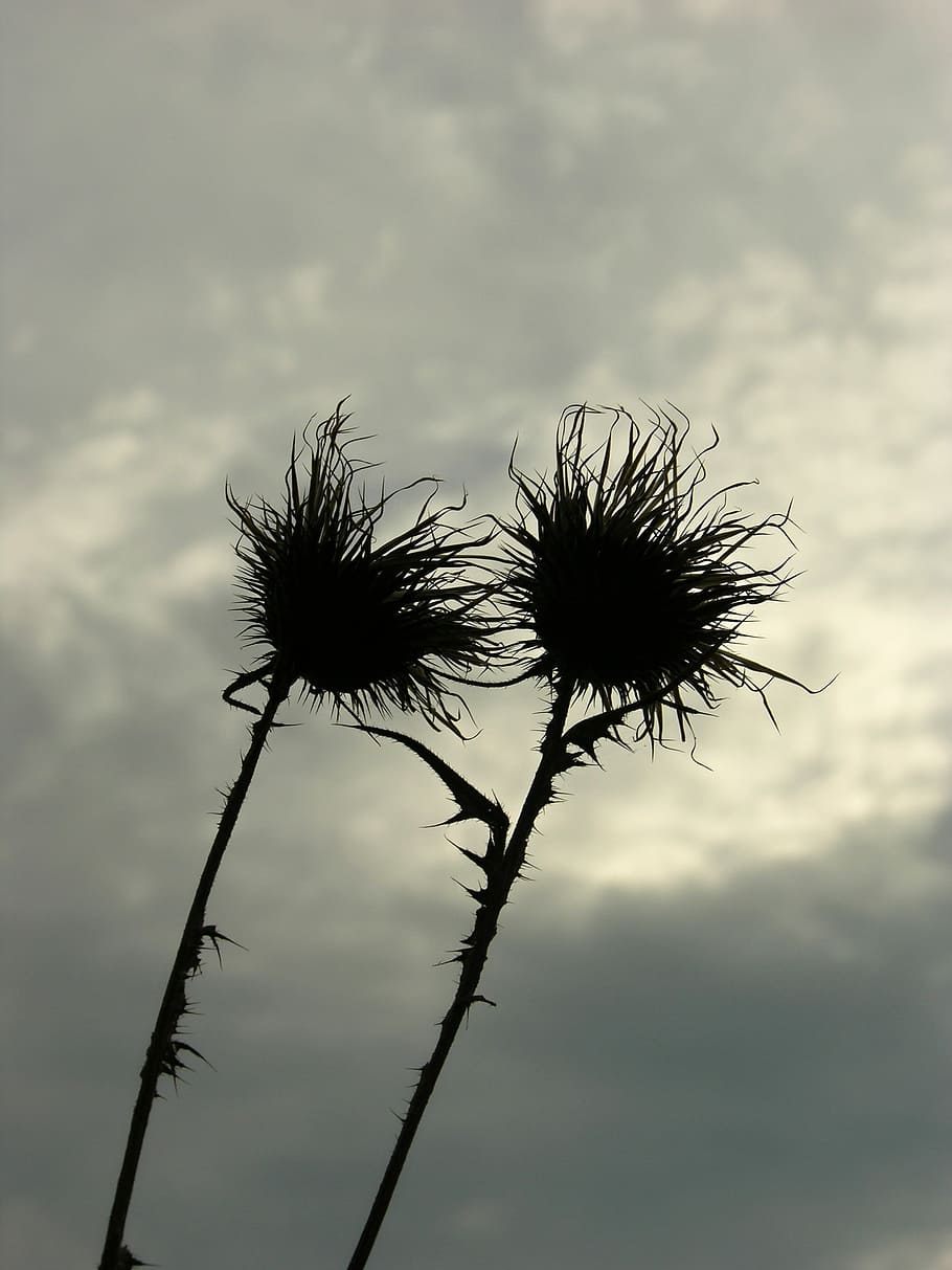 Thistle, Flower, Prickly, Nature, Plant, wild plant, cloud - sky, sky, uncultivated, beauty in nature