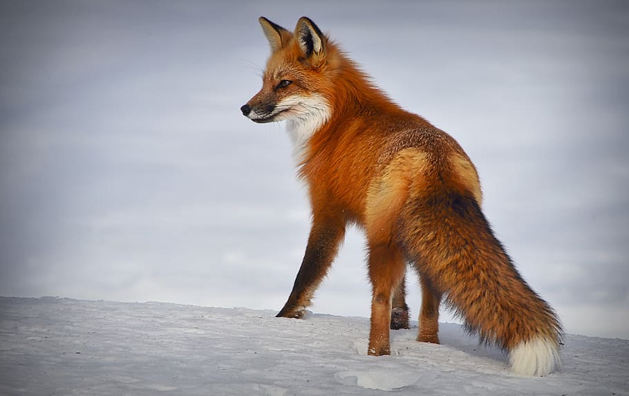fox, nature, winter, snow, mammal, predator, hairy, fauna, animal, roux