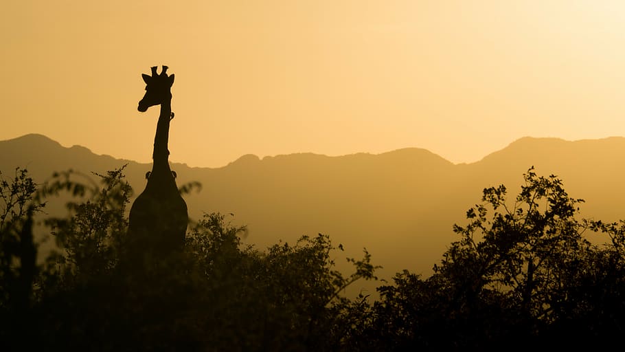silhoutte photography, giraffe, trees, sunset, yellow, sky, south africa, africa, safari, nature