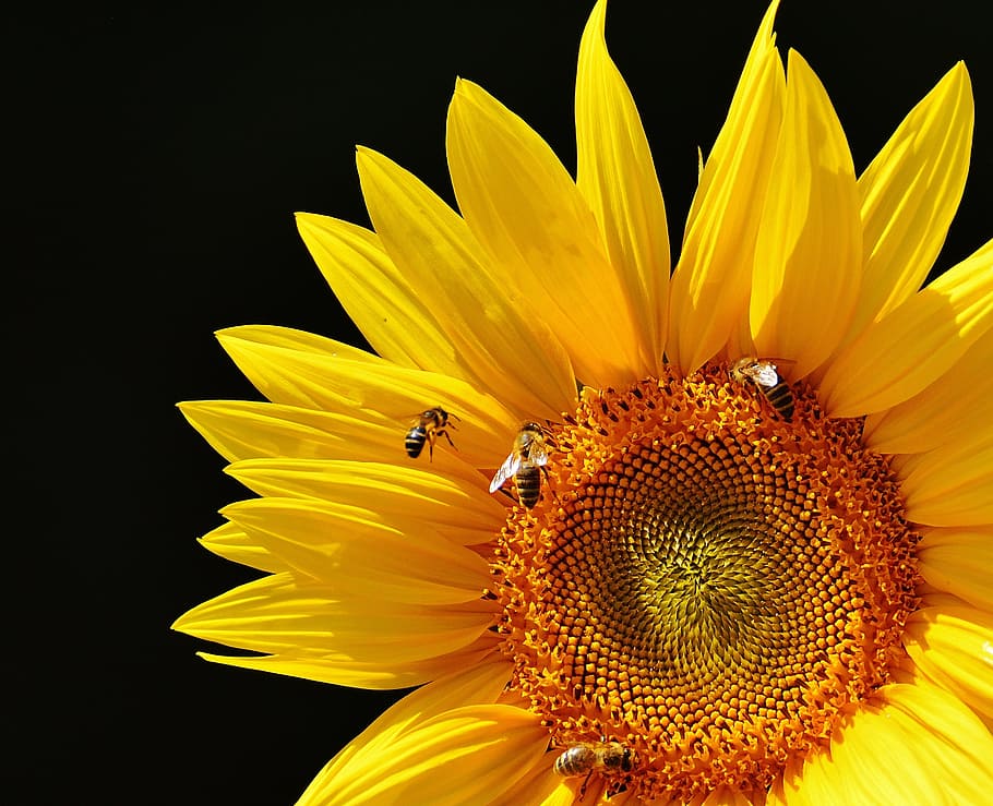 Sun Flower, Bees, Summer, Garden, summer, garden, blossom, bloom, yellow, insect, helianthus
