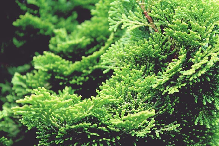 verde, folheado, pinheiro, Hinoki, Cipreste, árvore, planta, natureza, jardim, chamaecyparis obtusa