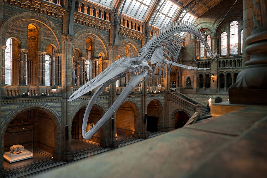 national history museum, london, uk, wal, skeleton, blue whale, stranded, england, museum, exhibition