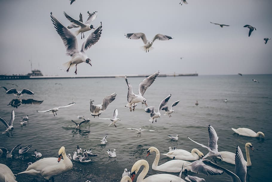 birds, ducks, seagulls, pigeons, swans, flying, wings, animals, water, animals in the wild