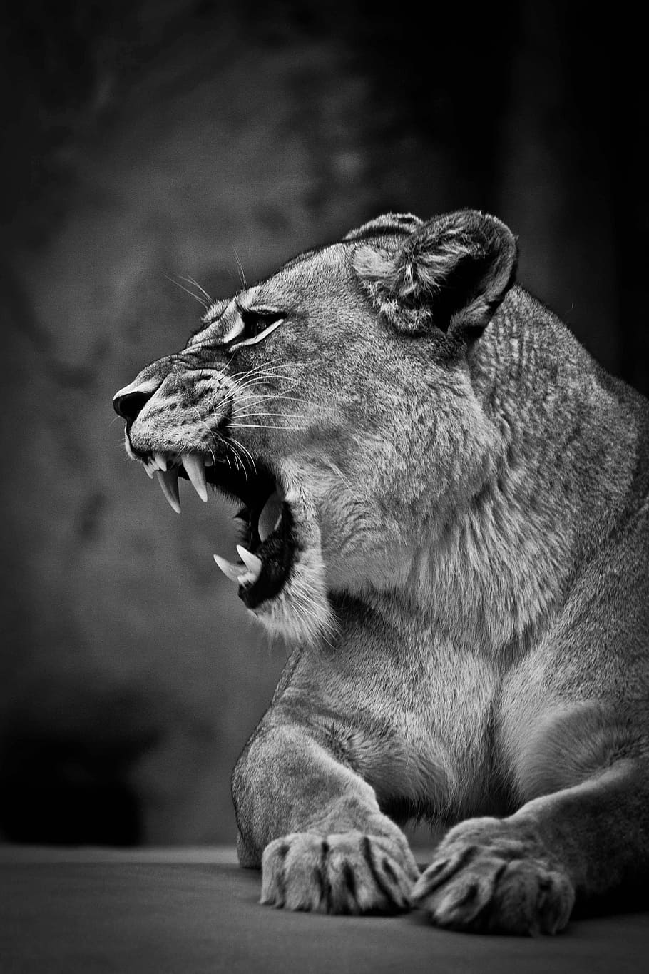 grayscale photo, lioness, predator, cat, angry, roar, fangs, tooth, teeth, wild animal