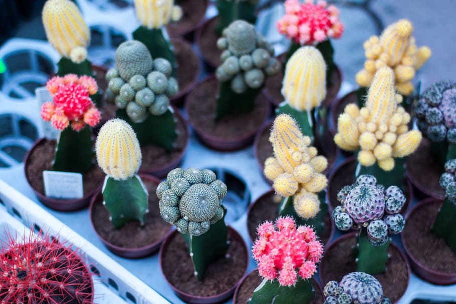 red, pink, yellow, green, cactus, plant, nature, flowerpot, soil, display