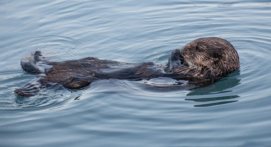 brown, beaver, body, water, otter, wildlife, alaska, kenai fjords national park, waters, animal world