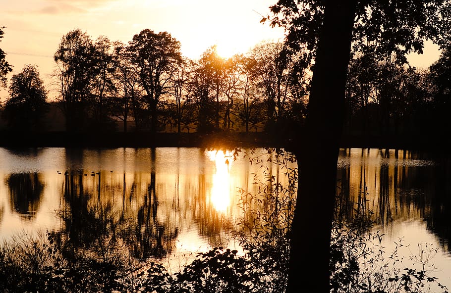 湖, 湖side, 木, 夕方の太陽, 日没, ミラーリング, 水, 表面, 休息, リラクゼーション