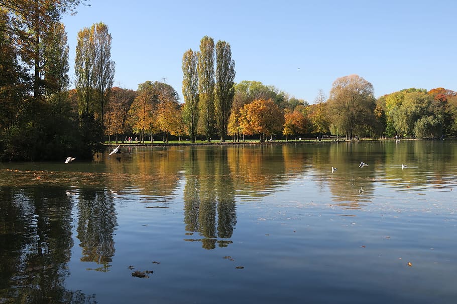 Munich, jardín inglés, Seehaus, otoño, árbol, lago Kleinhesseloher, lago, caminar, agua, animal