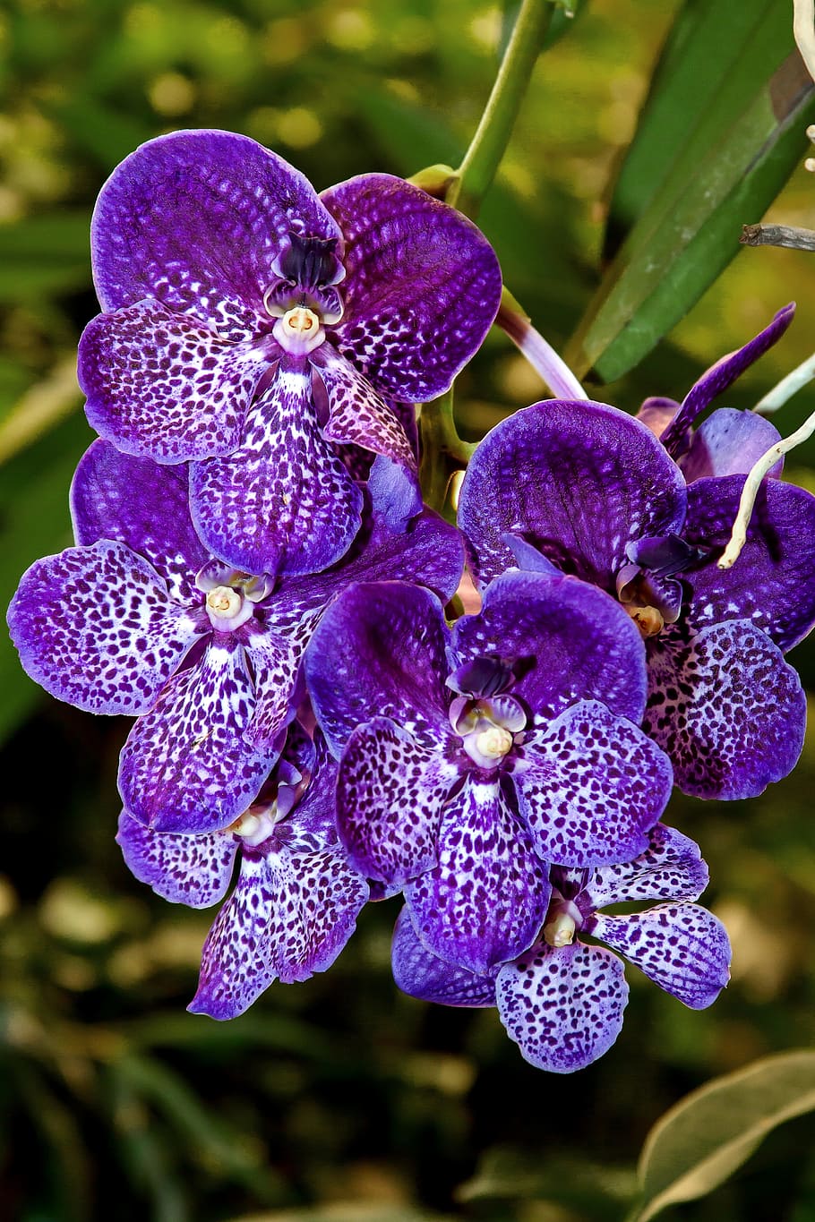 Orchid, Vanda, Exotic, Color, Flower, plant, tropical, strong, blossom, bloom