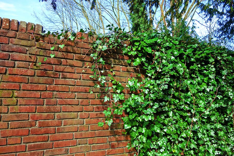 brick wall, wall, ivy, creeper, vine, red brick wall, ivy grown wall, background, texture, backdrop