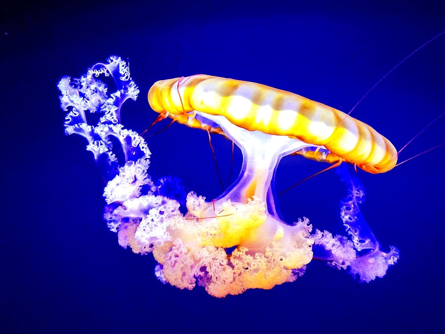 yellow, white, jellyfish, yellow and blue, jelly fish, aquarium, ocean, underwater, jelly, floating
