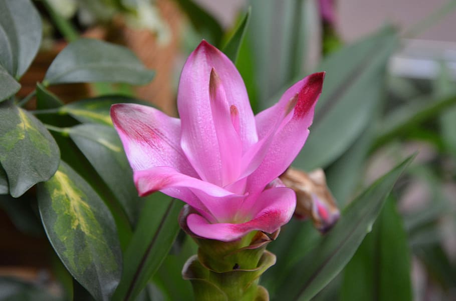 flower, flower turmeric, pink, bright pink color, nature, offer, plants, bright pink, flowering plant, plant