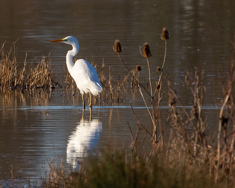 great white egret, wading bird, common egret, large egret, great white heron, egret, bird, water, wading, watching