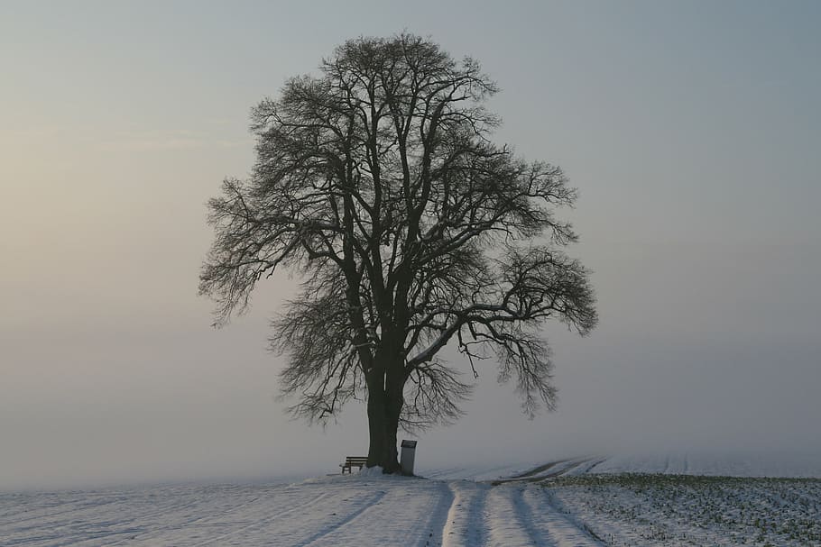 brown, bench, green, leafed, tree, winter, fog, snow, morning light, cold