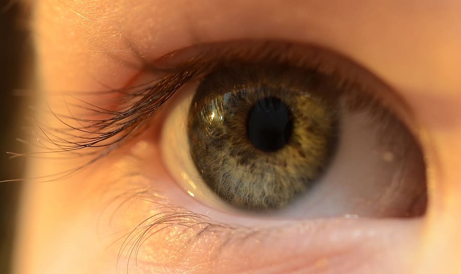 mata manusia yang tepat, mata, anak, iris, bulu mata, alis, bola mata, refleksi, penglihatan, persepsi indrawi