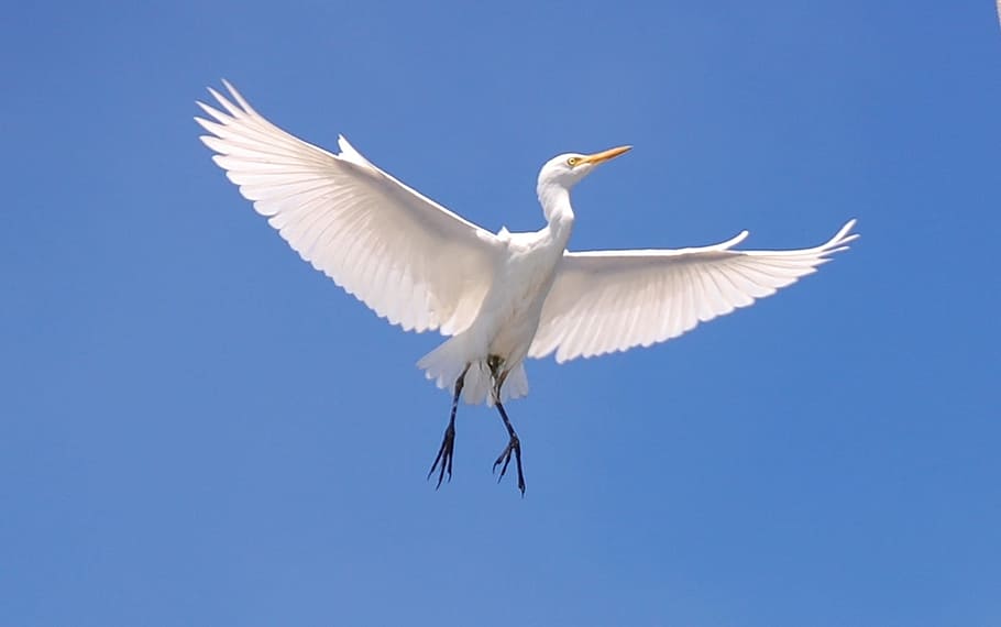 capture, flying, crane, cattle egret, bird, sky, clouds, flight, wings, beautiful