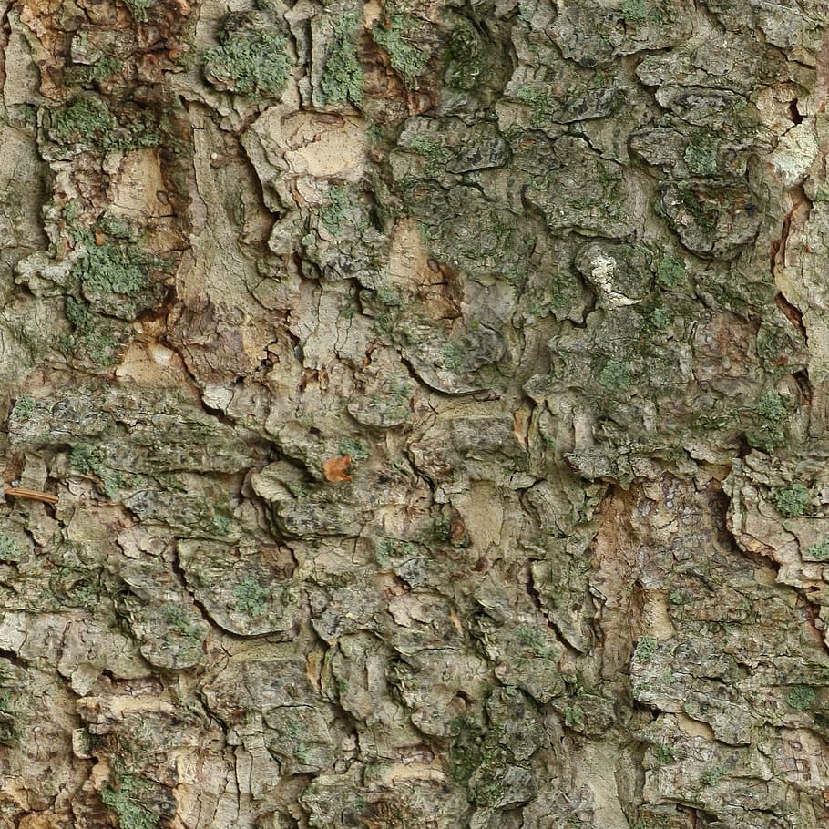 seamless, tileable, texture, bark, fur, wood, tree, nature, forest, tree Trunk