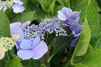 Fotos hortensia azul-violeta libres de regalías | Pxfuel