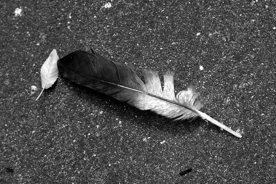 feather, nature, bird, slightly, hard, farewell, vulnerability, fragility, lightweight, high angle view