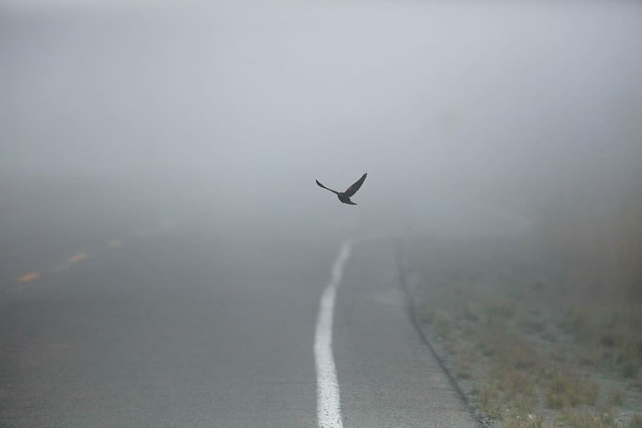 volando, pájaros, camino, rodeado, nieblas, calle, niebla, al aire libre, pájaro, animal