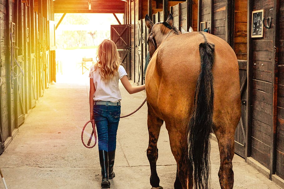 horse, horses, stables, farm, ranch, mare, equestrian, rear view, mammal, domestic animals
