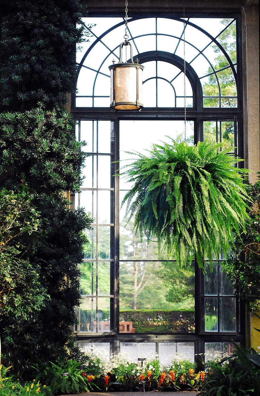 green, leafed, plant, hanging, window, longwood, gardens, conservatory, greenhouse, tree