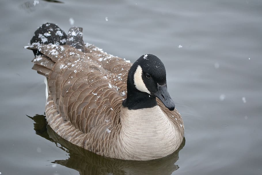 canadian goose, goose, water, feathers, animal, snow, bird, nature, canada Goose, wildlife