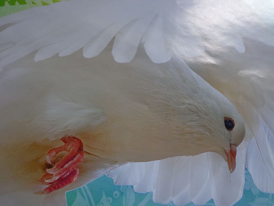 white dove photo, bird, pigeon, pigeon birds, white, birds, fly, animal themes, animal, white color