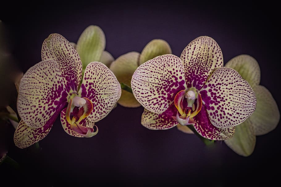 orchid, phalaenopsis, flower, spring, flowering plant, beauty in nature, plant, freshness, flower head, inflorescence