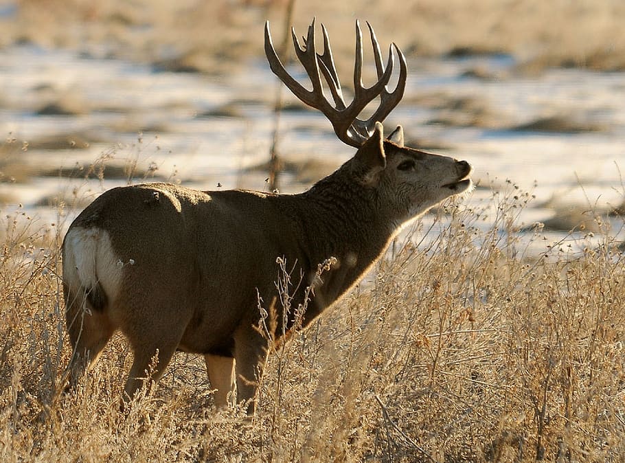 brown, buck, middle, field, deer, antlers, wildlife, nature, male, outdoors