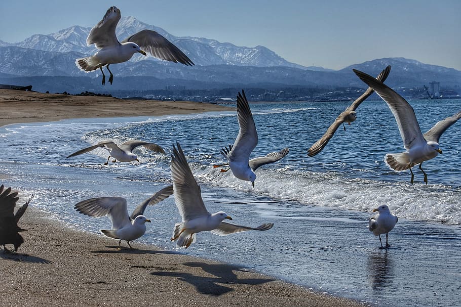 flock, white, bird, animal, mountain, rice mountain, sea, wave, beach, sea gull