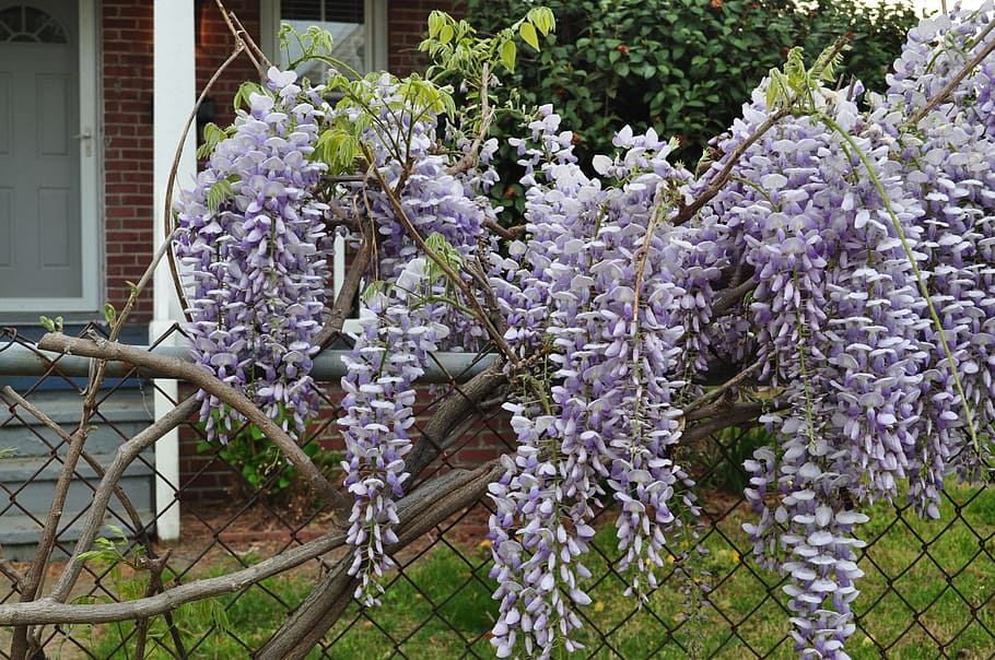Wildflowers, Fence, Flowers, Wisteria, floral, plants, natural, blossom, bloom, petals
