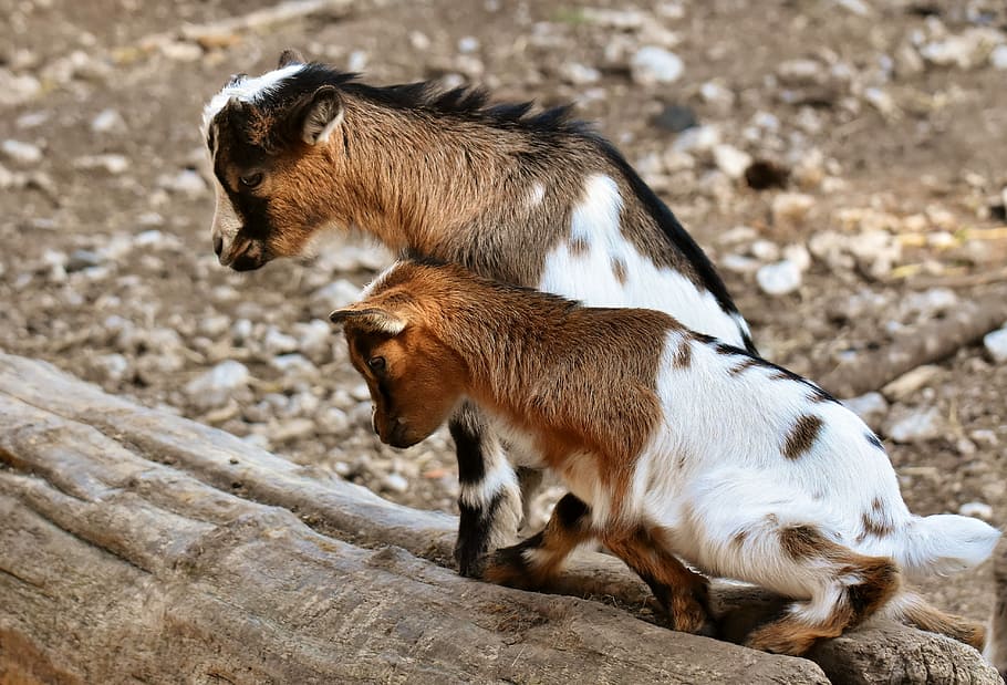 two, brown-and-white goats, standing, tree log, goat, young animals, playful, romp, cute, small