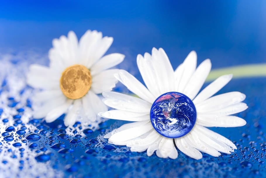 two daisy flowers, earth, moon, flower, daisy, blue, water, droplet, nature, planet