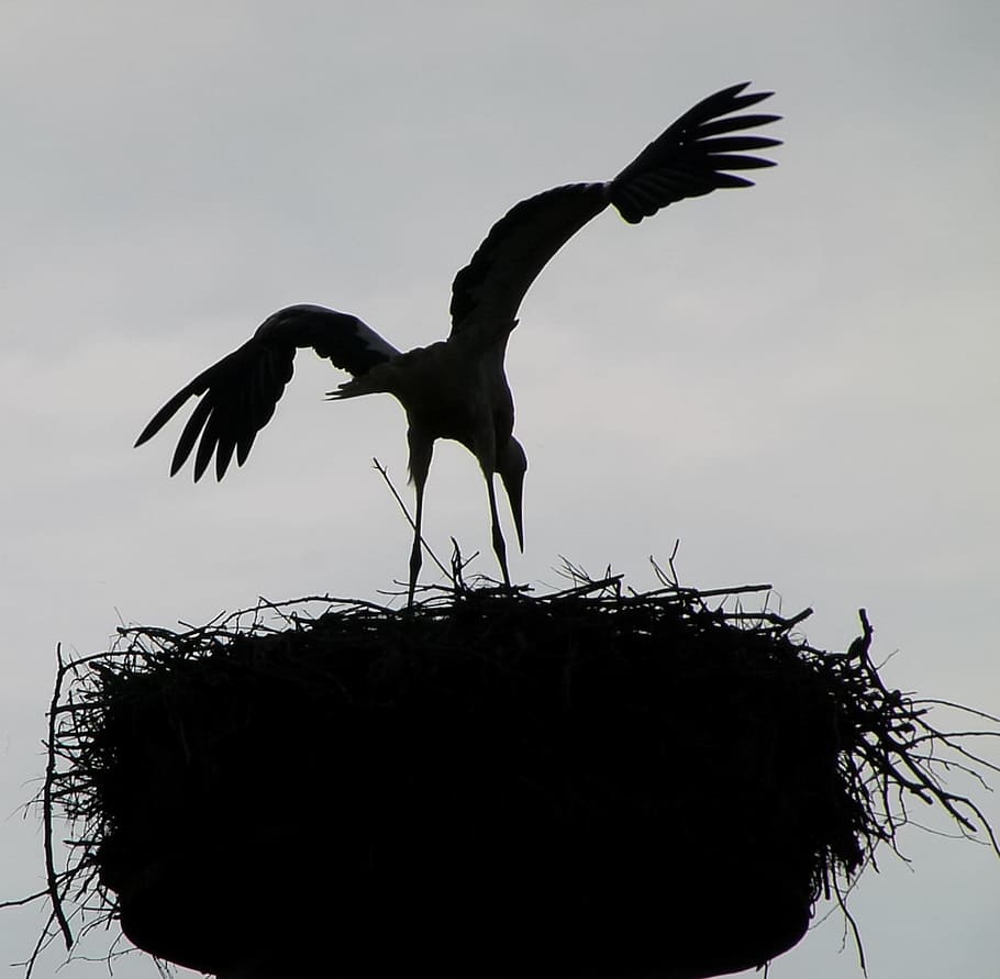 Bird, Nest, Clouds, Black And White, bird, nest, sky, silhouette, silhouettes, nature, outside
