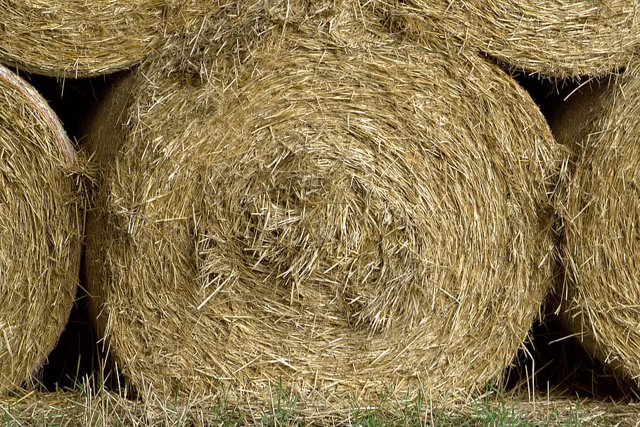 straw, round bales, straw bales, agriculture, harvest, straw role, hay, bale, hay bales, farm