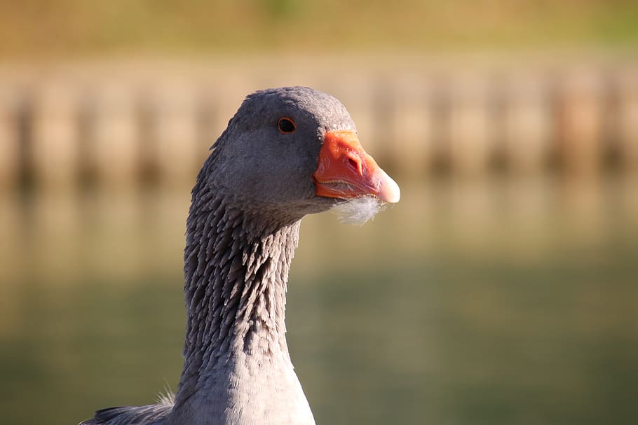 geese, goose ashy, young, birds, ornithology, nature, familiar, head, plumage, water