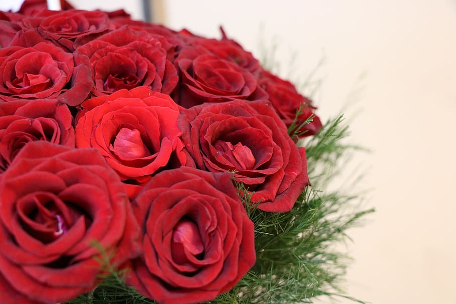rose-flower-garden-anniversary-romantic-