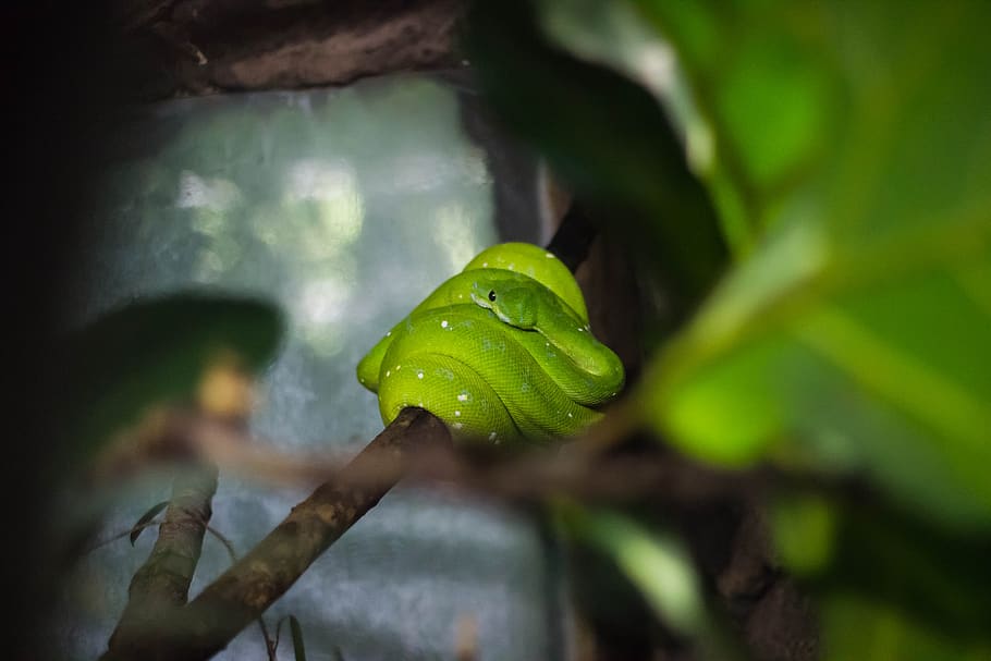 green, snake, reptile, nature, forest, tree, wildlife, outdoor, green color, plant part