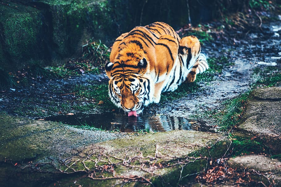 tiger, animal, wildlife, forest, water, grass, outdoor, nature, animal themes, animal wildlife