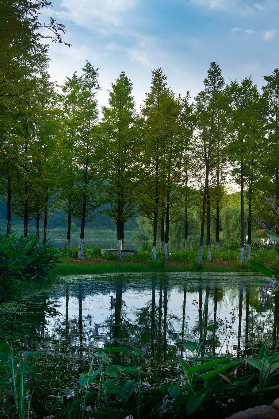 pohon, danau, matahari terbenam, refleksi, kolam, diam, taman, guizhou, Guiyang, membaca taman lahan basah danau gunung