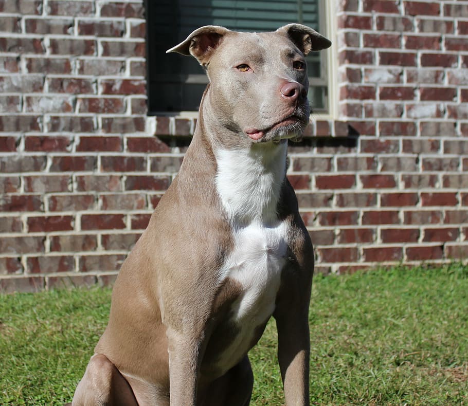 adult, blue, white, american pit bull terrier, sitting, grass field, dogs, pit bull, domestic, strong