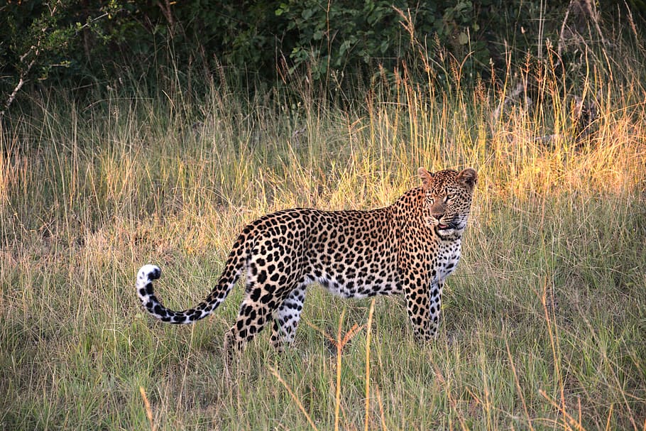leopard, green, field, wildcat, cat, safari, south africa, africa, safari Animals, wildlife