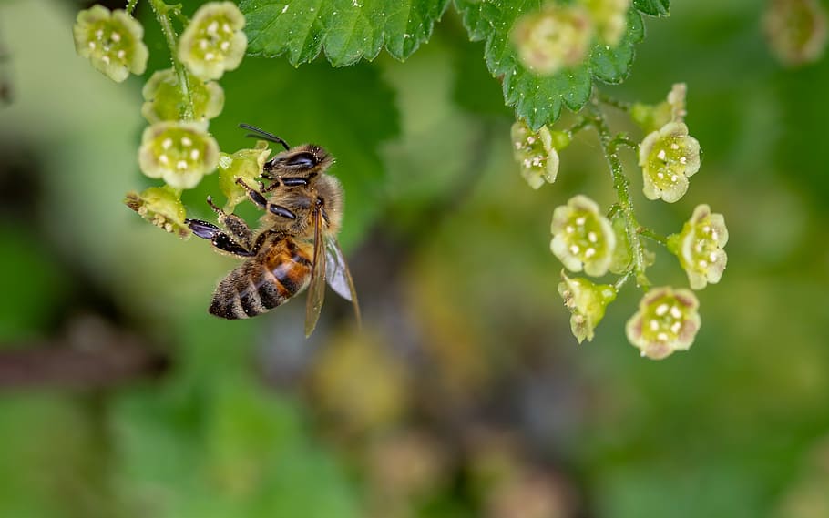 lebah, penyerbukan, hijau, bunga petaled, lebah madu, serangga, kumpulkan serbuk sari, musim semi, serbuk sari, kumpulkan