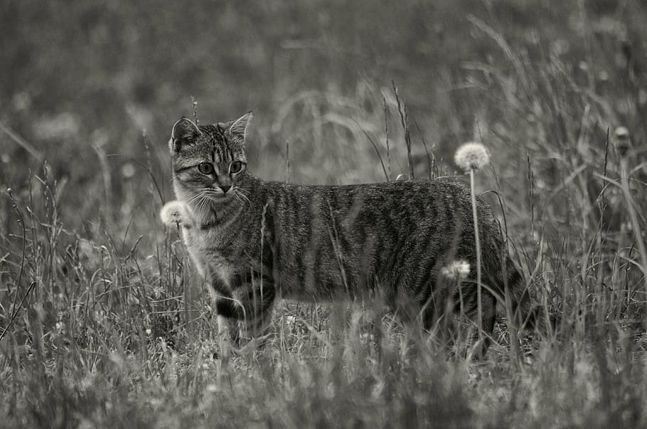 tabby, cat, field, withered, dandelions, animals, pet, flower, bloom, plants