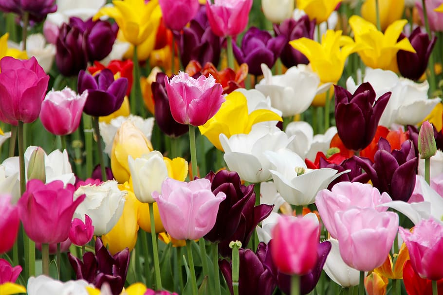 campo de cores sortidas, abaixa, tulipas, campo de tulipa, floresceu, campos de tulipas, primavera, flor, roxo, pétala