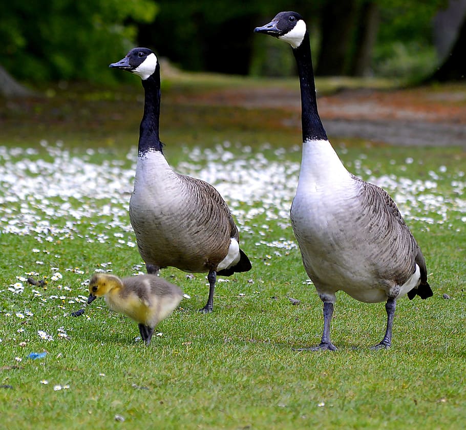 Canada Geese, Chicks, Young, Bird, Bird, young bird, bird, animal world, goose, goslings, close