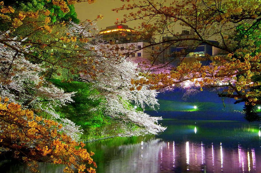 assorted-color leaf tree, body, water, chidorigafuchi, cherry blossoms, spring, japan, castle, cherry, night view