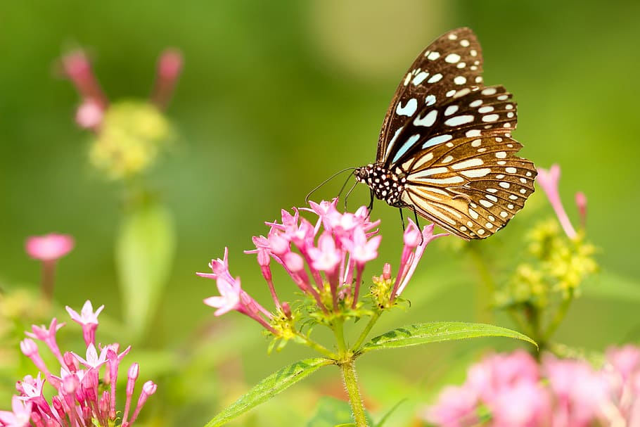селективный, сфокусировать фотографию, черный, белый, бабочка, усаживаться, розовый, цветок, моль, насекомое