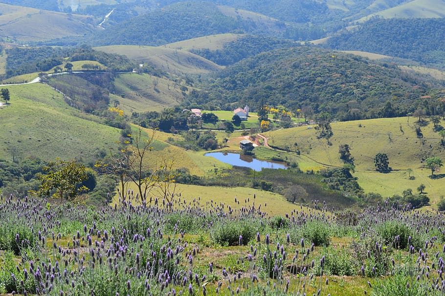 lavender, flower lavender, the aroma of lavender, the lavandário, wedge, são paulo, brazil, ipê, ipê yellow in the background, landscape